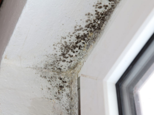 Mold Spores