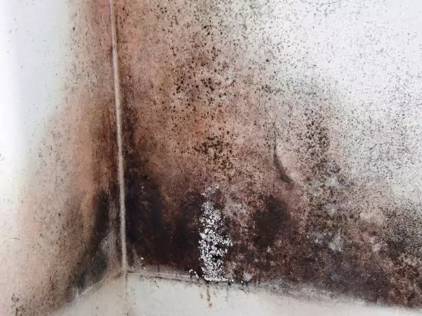 Black Mold