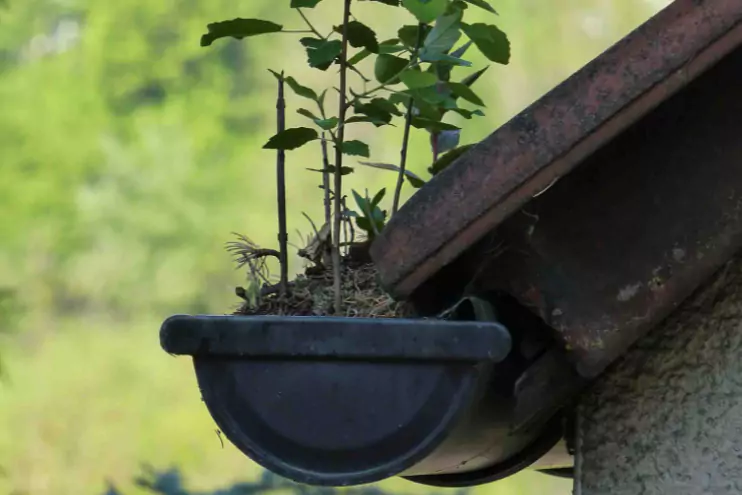 Clogged Gutters Woodinville