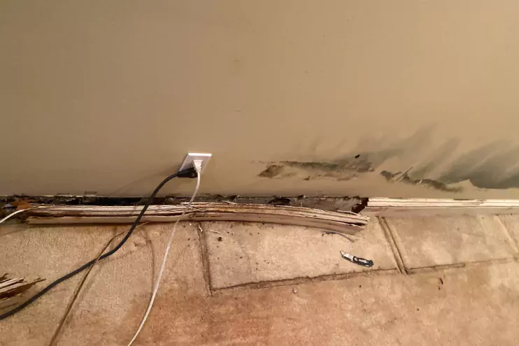 Basement Mold Growth Bellevue