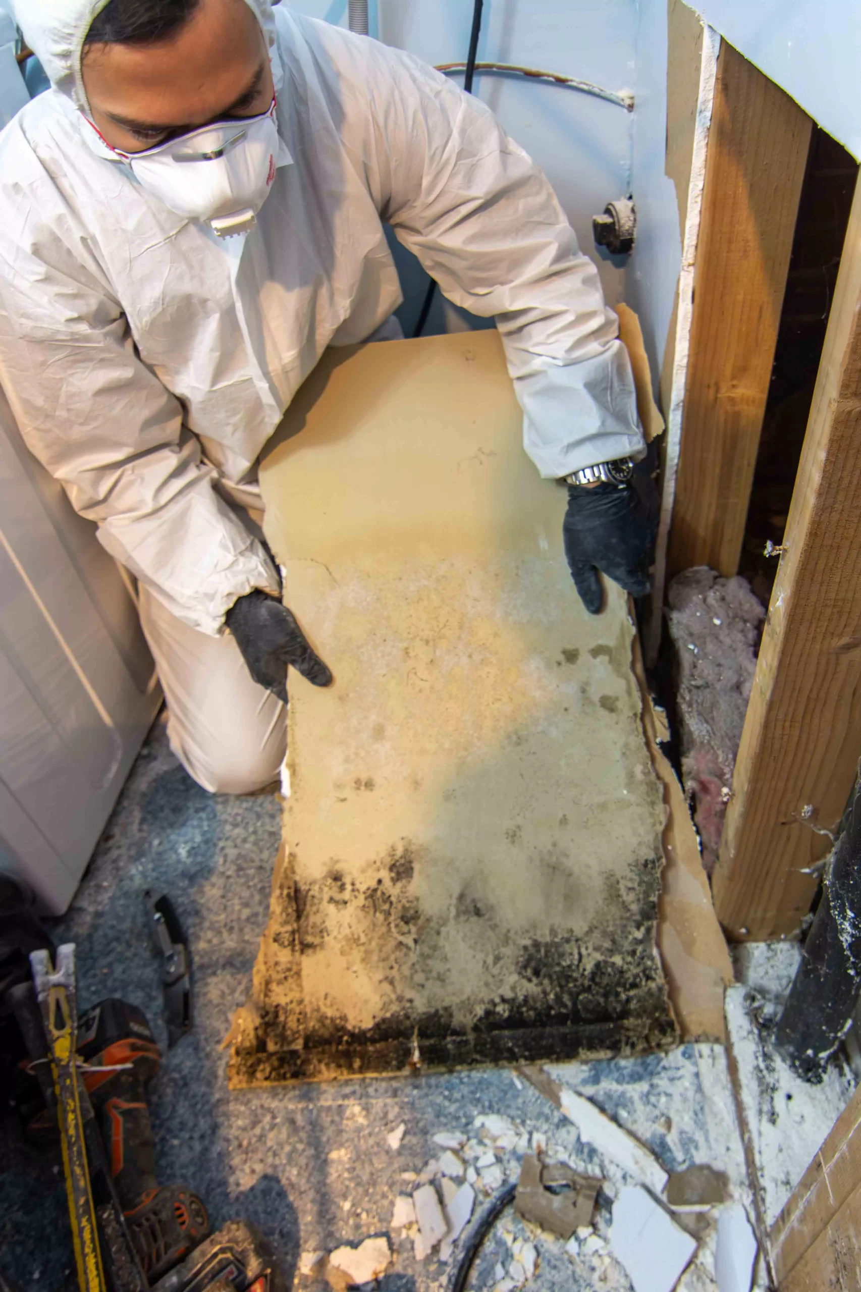 Mold Removal Drywall Demo Seattle