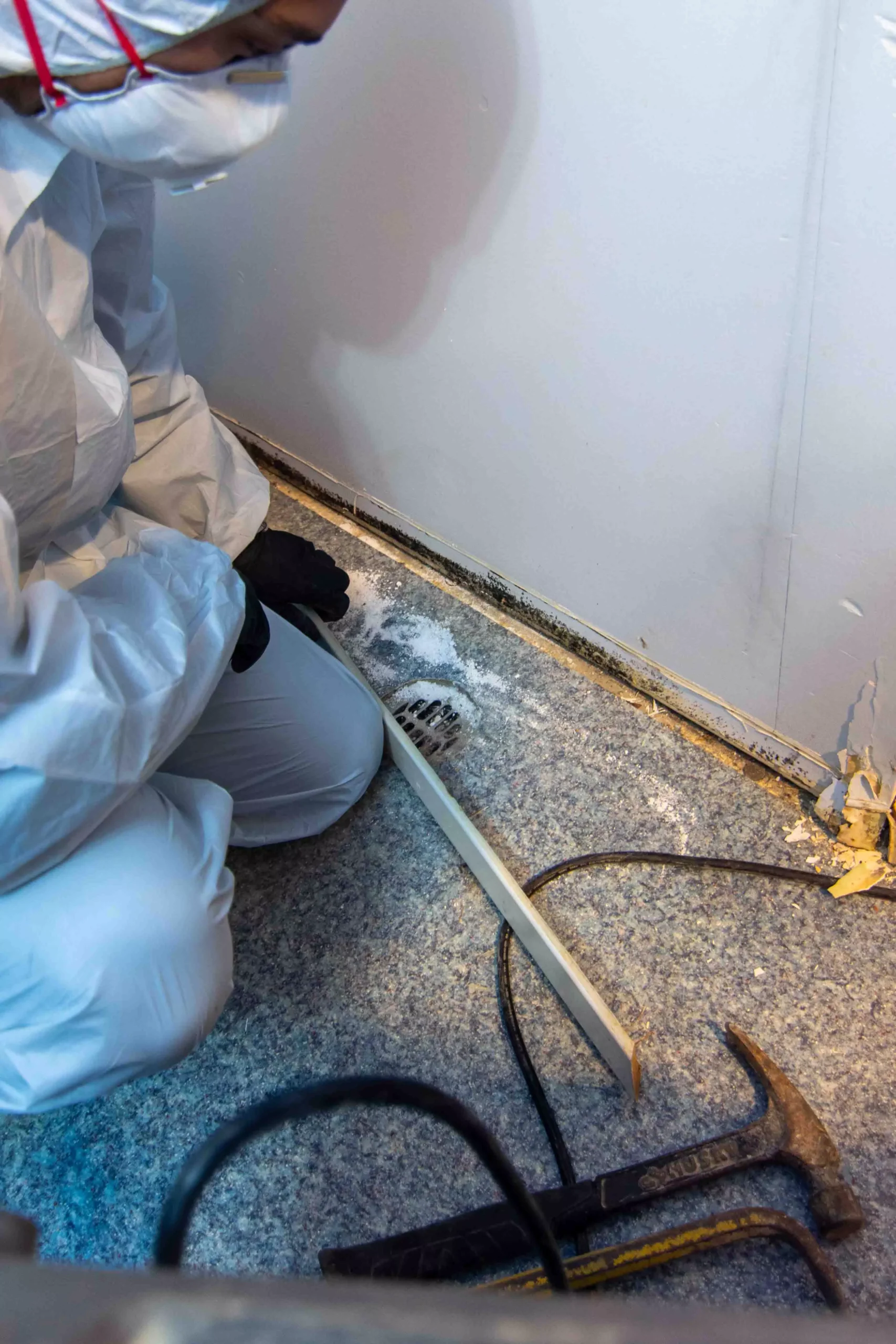 Mold Removal Baseboard Inspecting Seattle