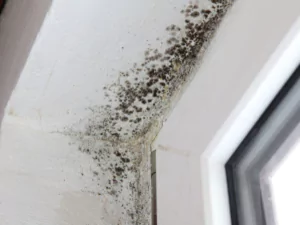 Brown Mold